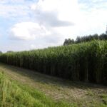 Productontwikkeling, Miscanthus, Olifantsgras, rubbervloer, valdemping, recycling rubber, proefopstelling, HIC waarde