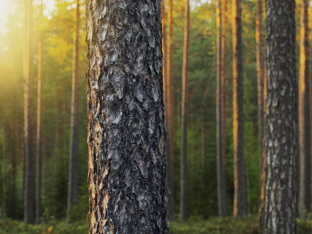 SW Shockdeck, een valdempende vlonder. Natuurlijke houten valdemping voor speeltuinen en daktuinen